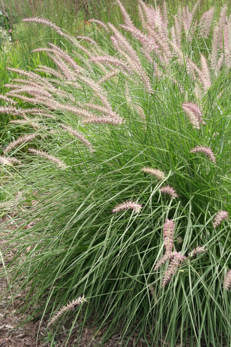 foxtail grass in vermont