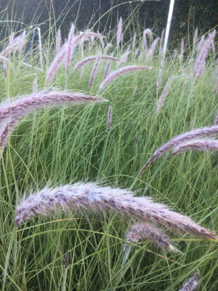 foxtail grass kenya