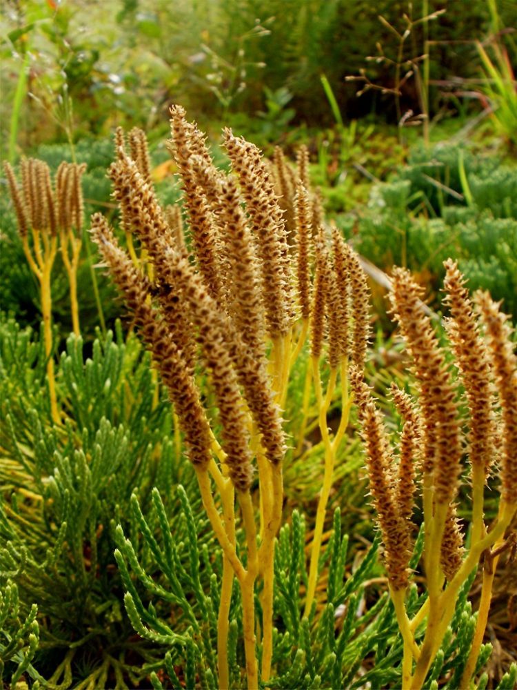 foxtail grass maine