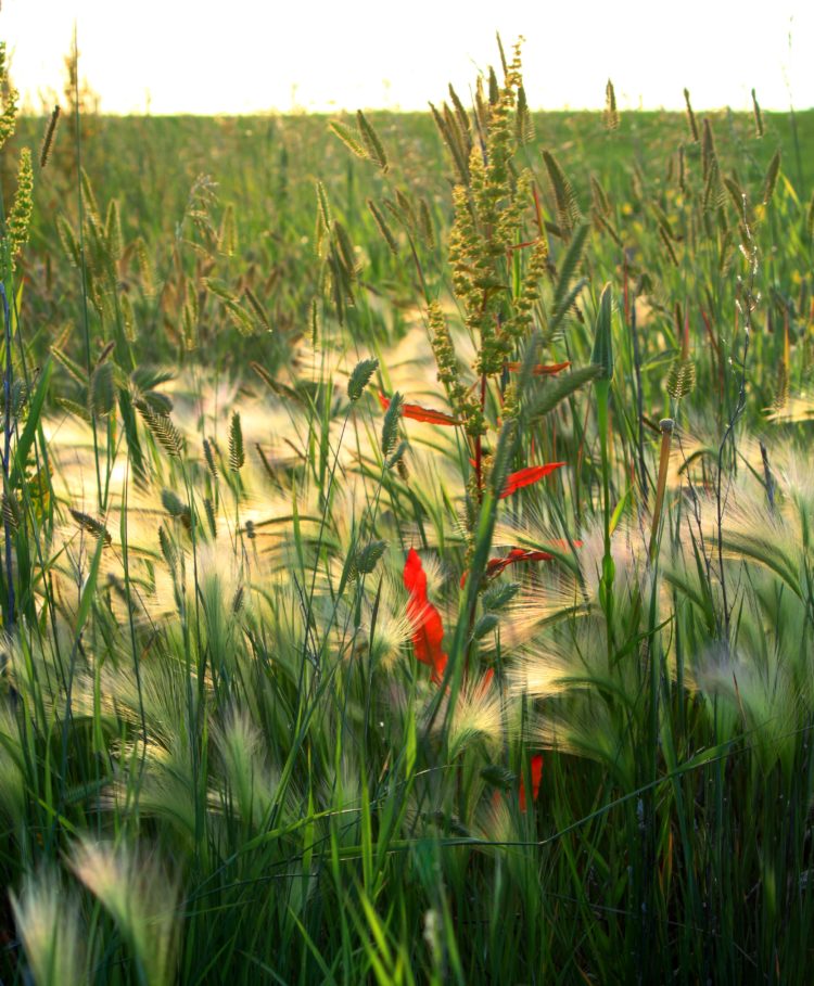 foxtail grass missouri