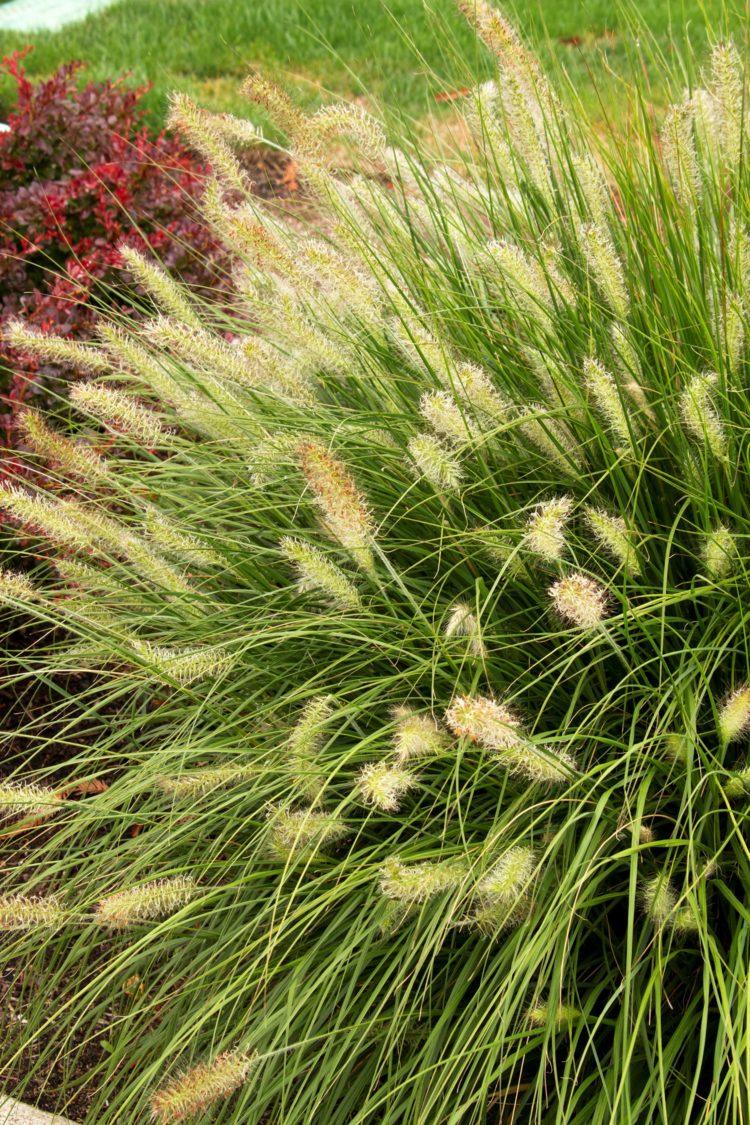 foxtail grass nova scotia