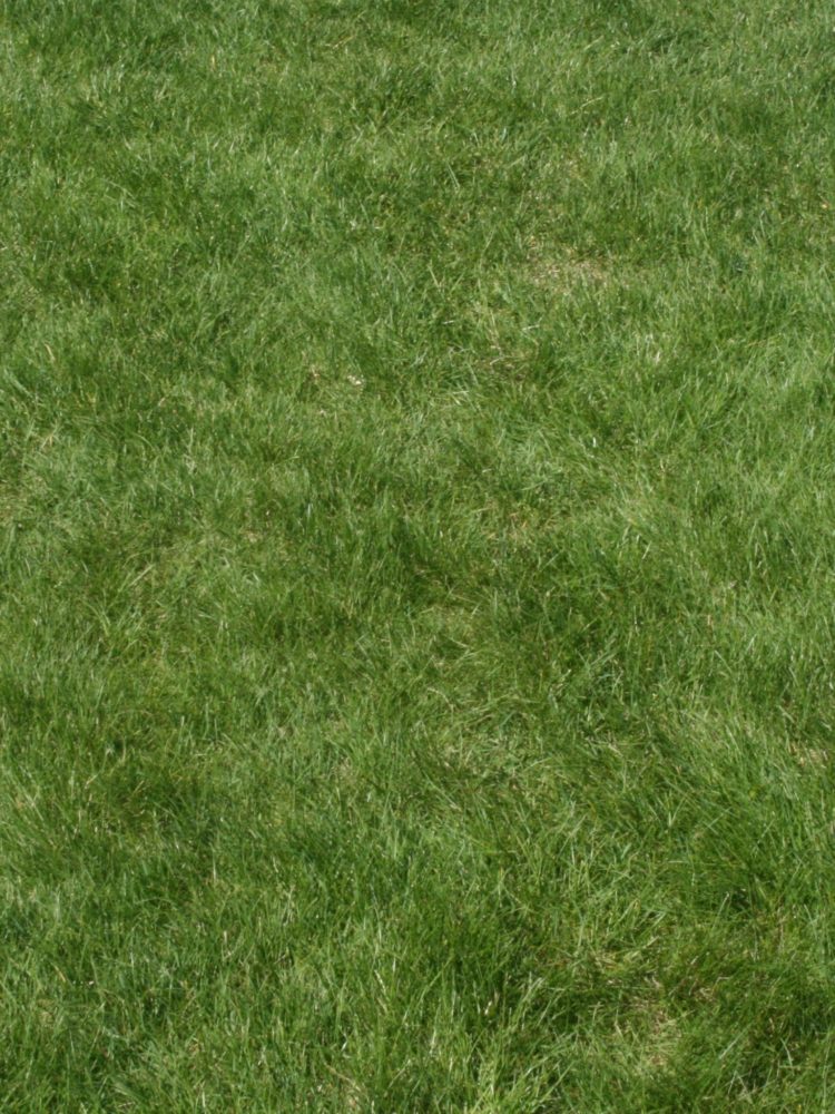 grass r.texture