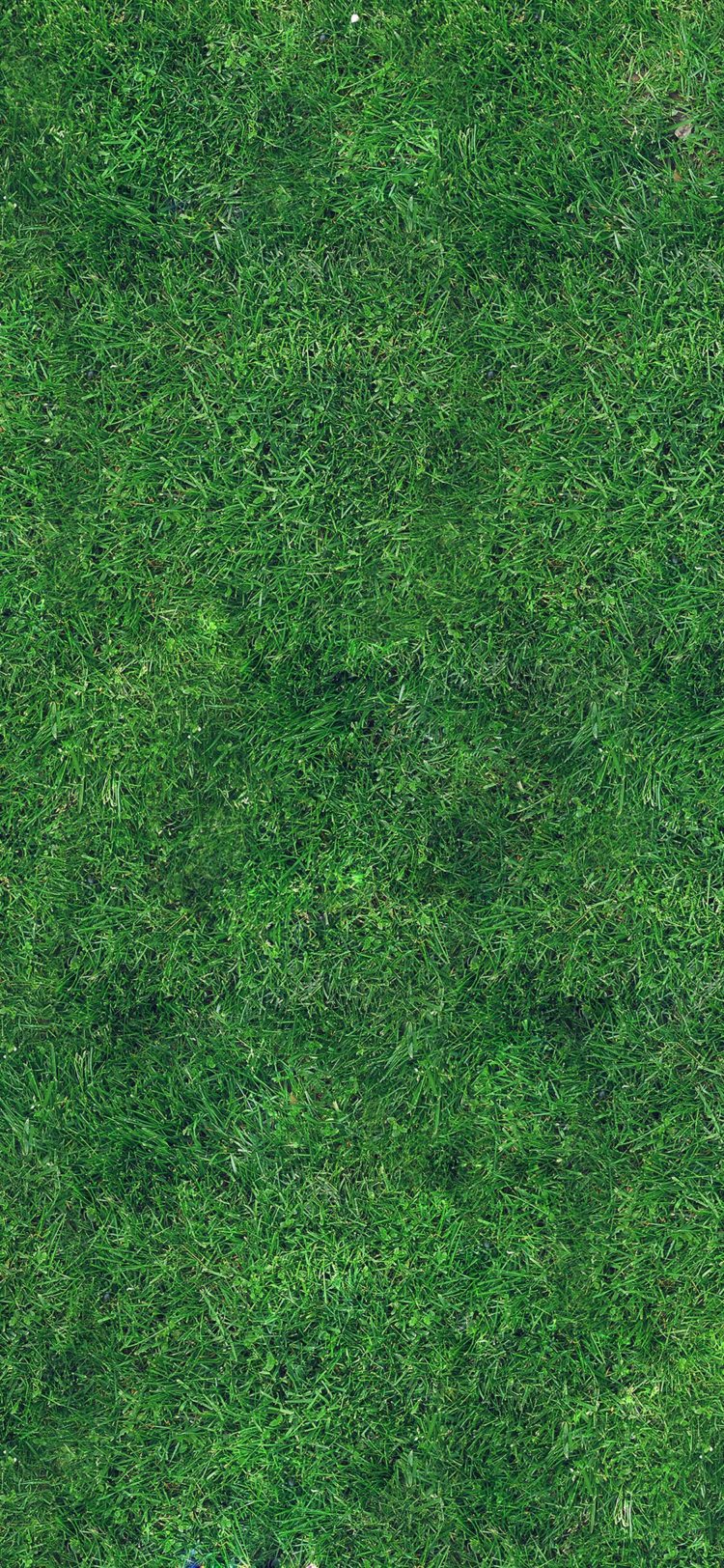 grass texture 1024x1024