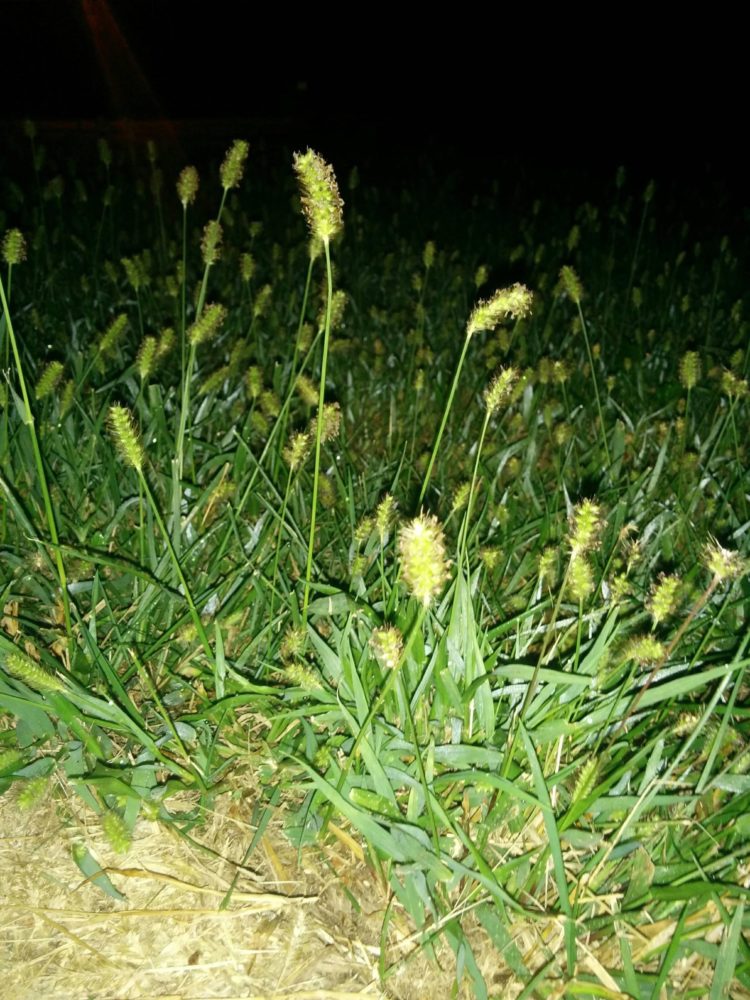 swamp foxtail grass online