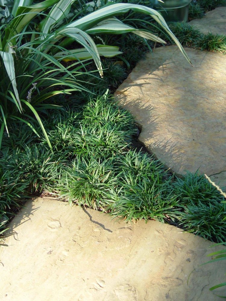 mondo grass growth