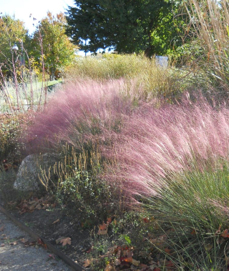 pink muhly grass north texas