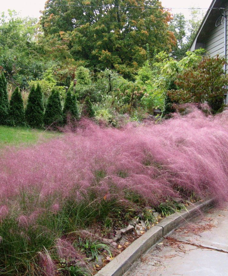 pink muhly grass native