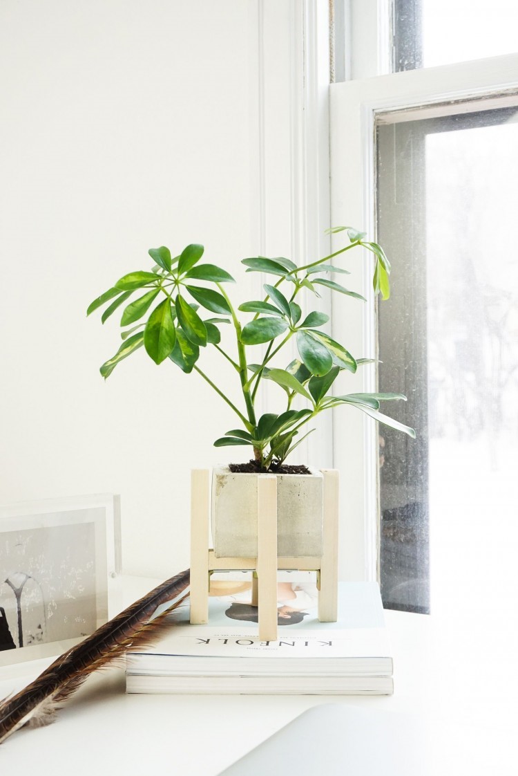plant stand on rollers