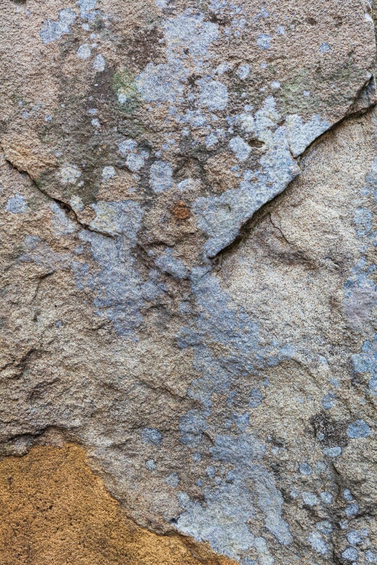stone vine texture