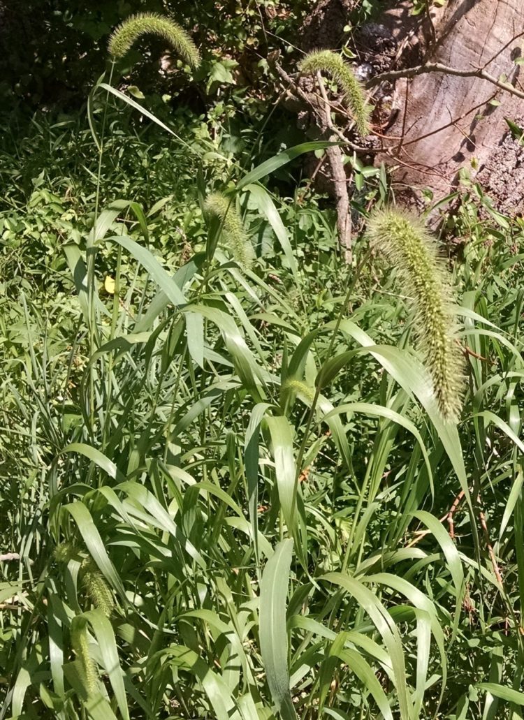 little foxtail grass
